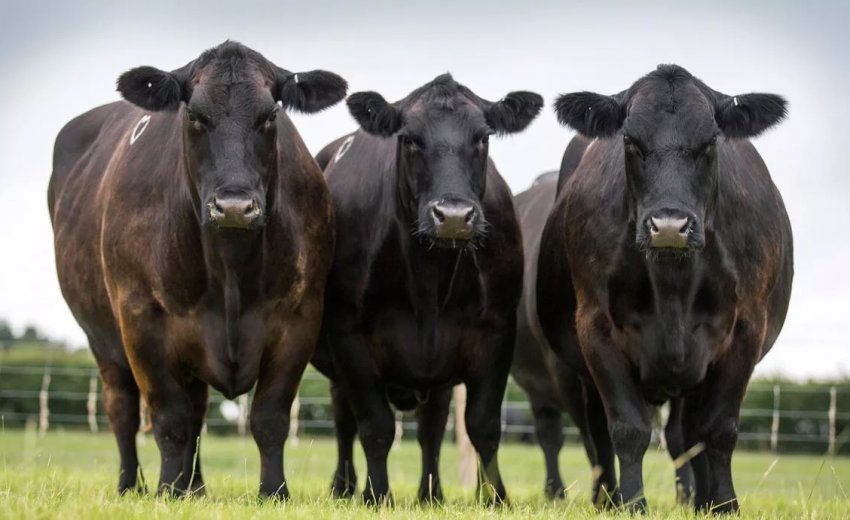 Поголів'я ВРХ в Україні продовжує скорочуватися Поголів'я ВРХ в Україні продовжує скорочуватися