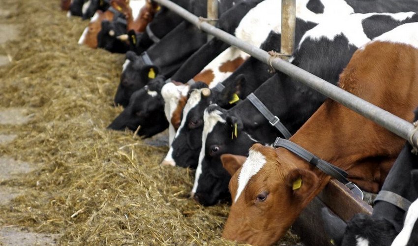 Безприв`язне утримання корів Безприв`язне утримання корів