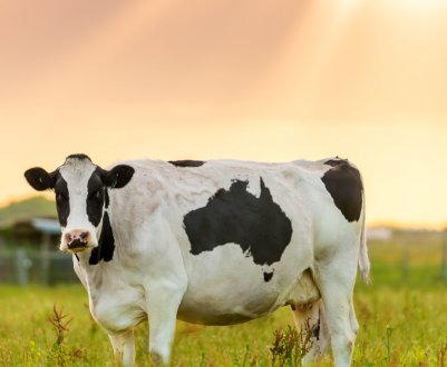 Ставропольских корівок не вберегли від бруцельозу