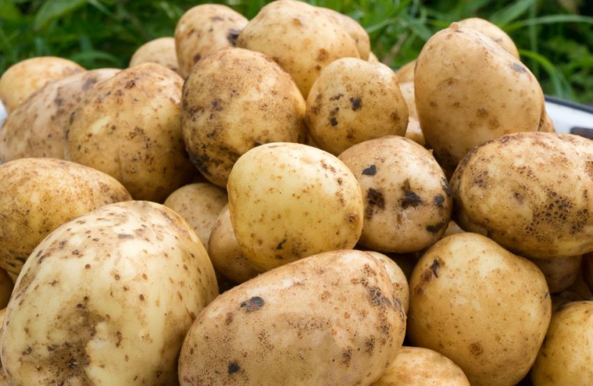 Картоплю Санте Картоплю Санте