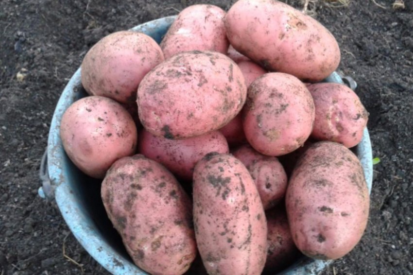 Картопля Славянка Картопля Славянка