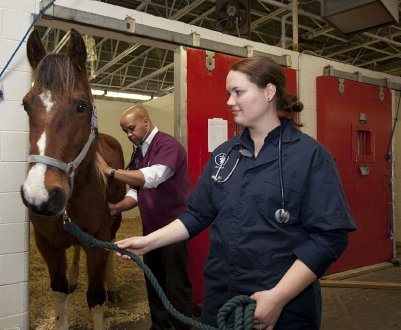 Ветеринарна медицина в Україні запрацює по-новому