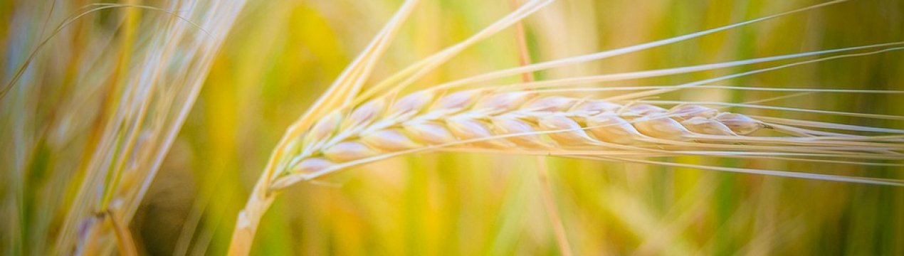 Фузаріоз зерна може зробити його небезпечним при вживанні в їжу