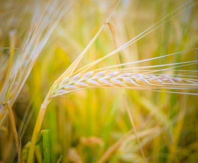 Фузаріоз зерна може зробити його небезпечним при вживанні в їжу