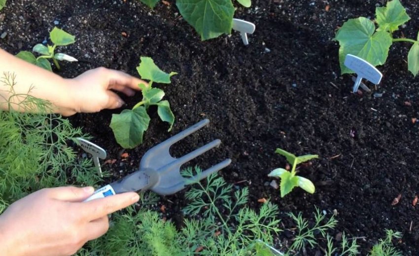 Прополка огірків