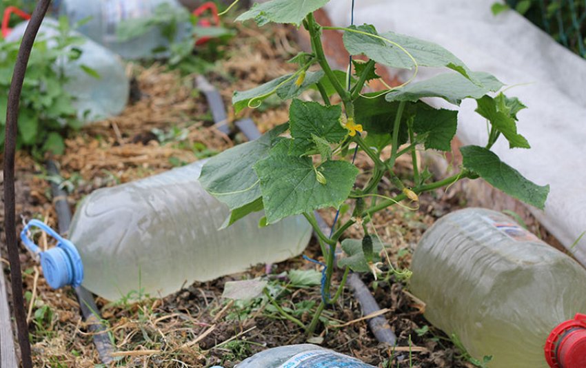 Пляшки з водою біля огірків