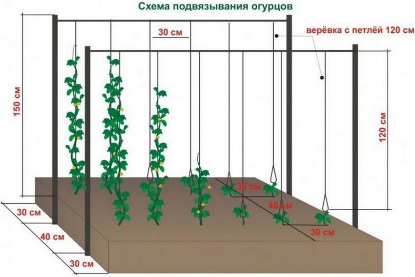 Підв[1]язування огірків.