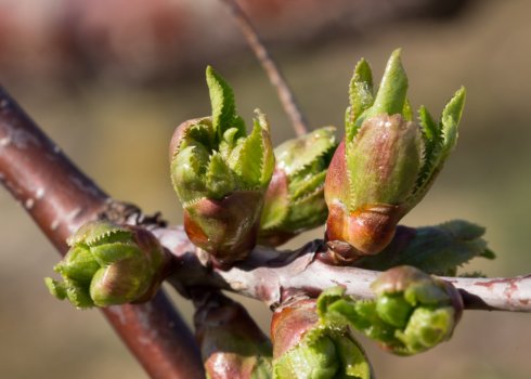 Як виростити вишню з черешка?