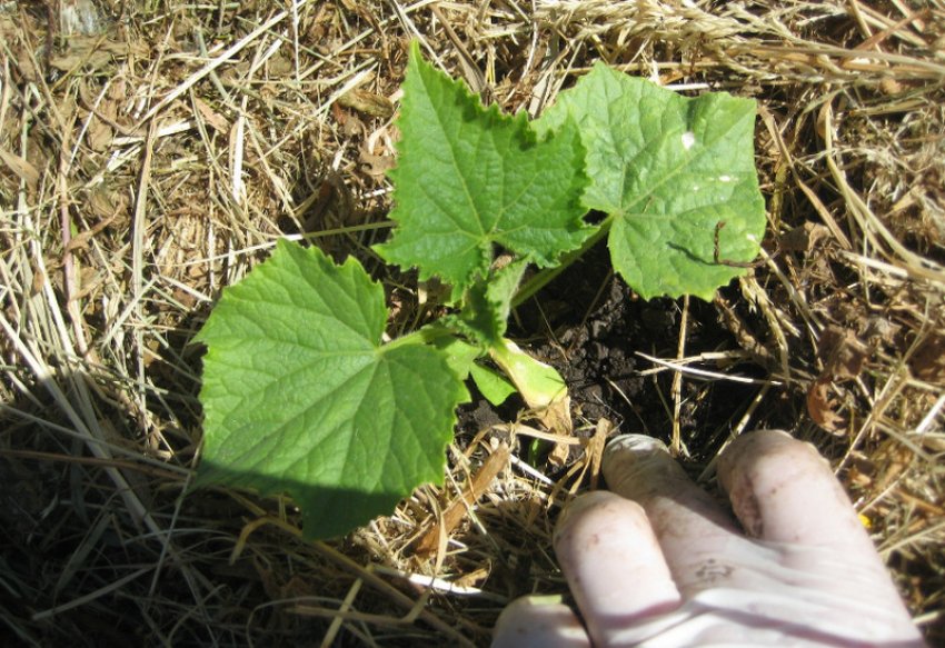 Мульчування огірків