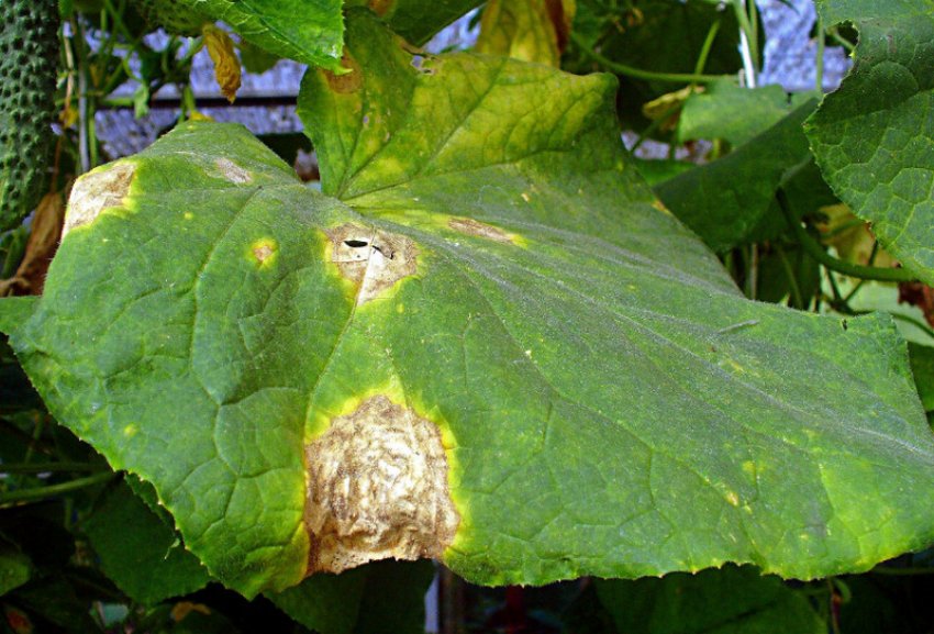 Альтернаріоз огірків