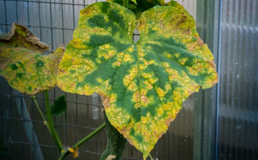 Антракноз огірків