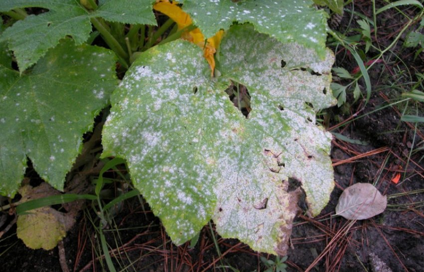 Біла гниль на огірках