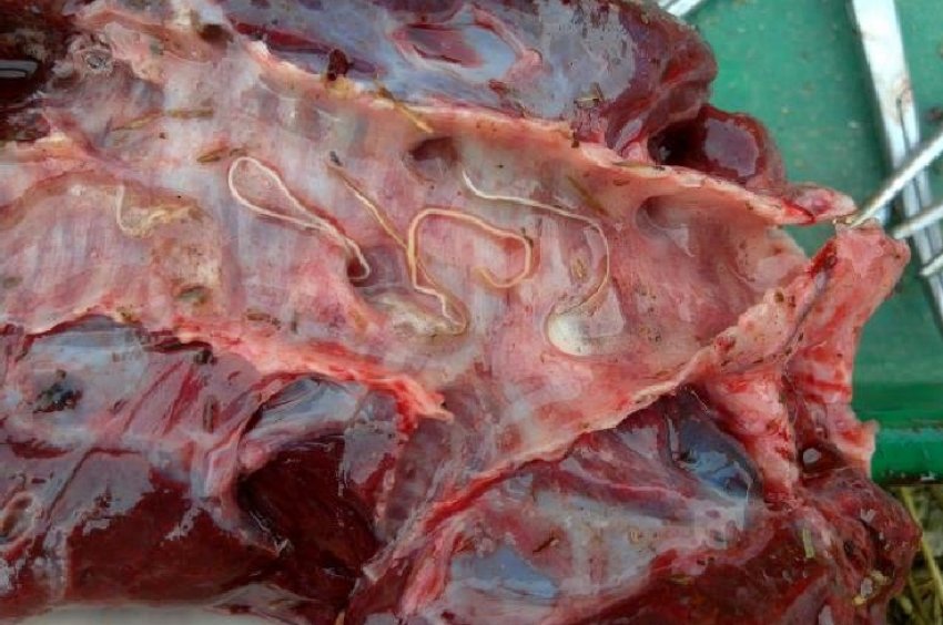 Диктіокаульоз