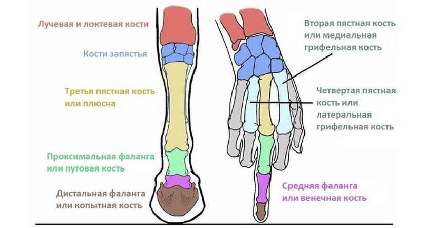 Где у собаки находится круп фото