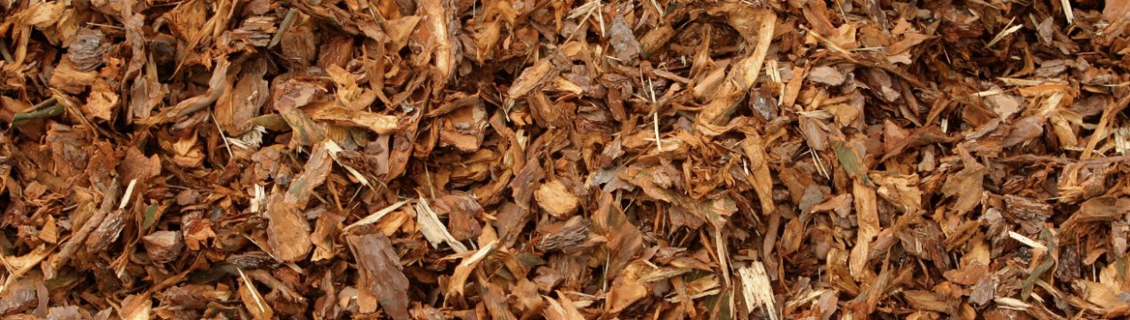 Особливості застосування кори вишні для щитовидної залози