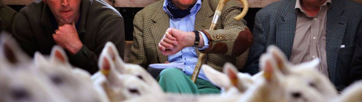 У Великобританії Торгові майданчики для худоби приносять 3,42 млрд. фунтів стерлінгів прибутку