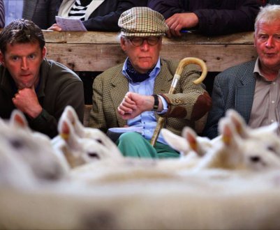 У Великобританії Торгові майданчики для худоби приносять 3,42 млрд. фунтів стерлінгів прибутку