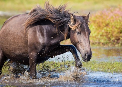 Як народжують коні: опис, догляд та утримання вагітного коня і лошати