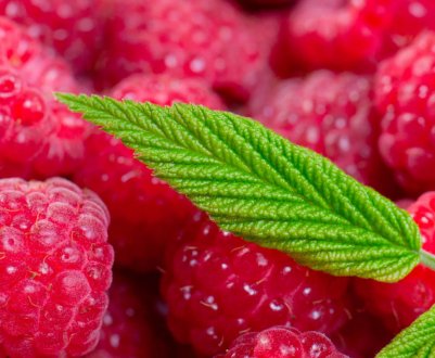 Основні помилки вирощування органічної малини в Україні. Думка експерта