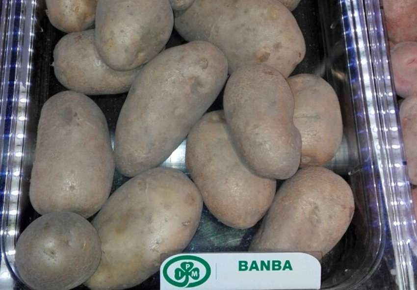 Сорт картофеля Банба: особенности и характеристика, агротехника выращиванияи ухода за картофелем, фото