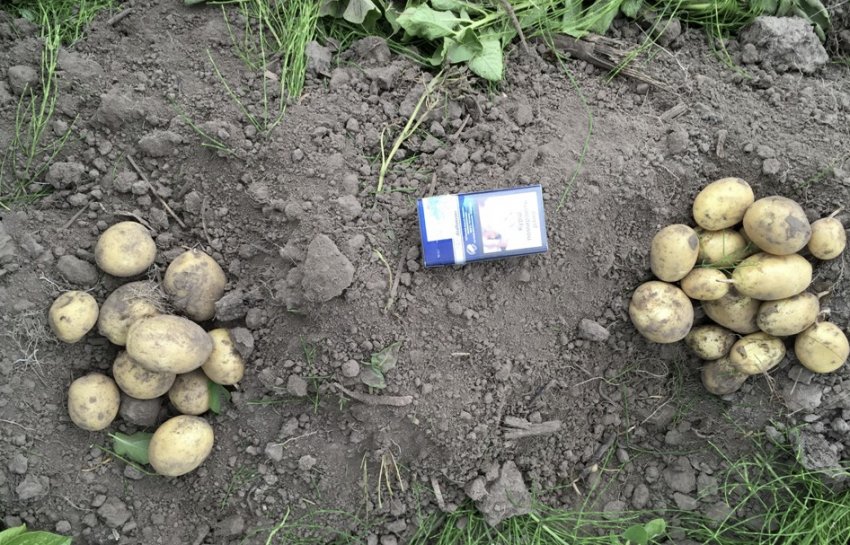 Урожай картофеля Банба