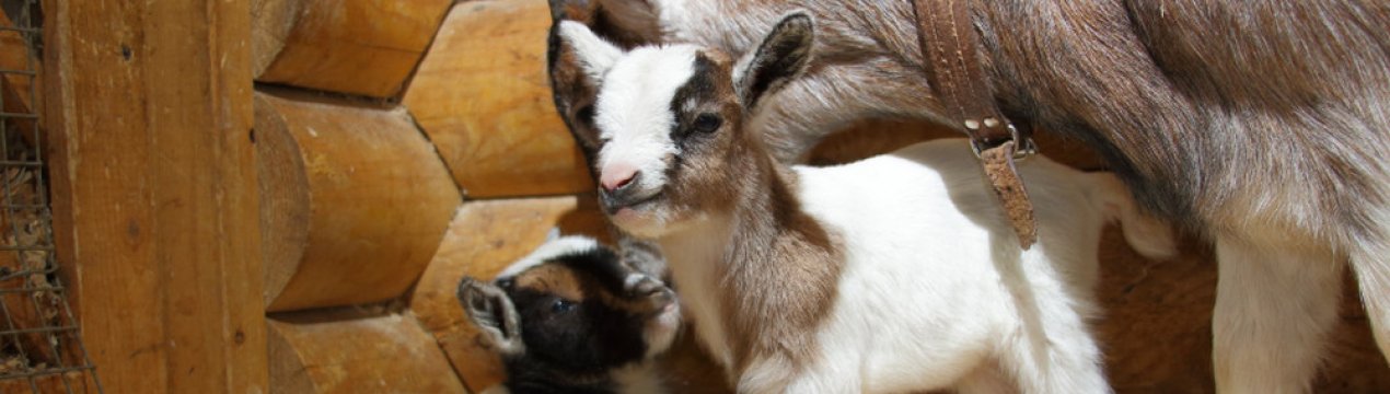 Камерунські карликові кози