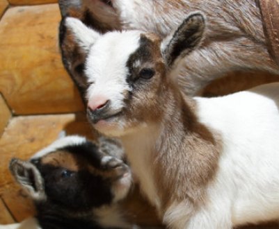 Камерунські карликові кози