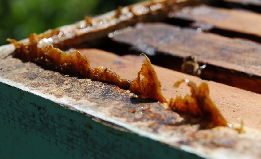 Прополіс Прополіс