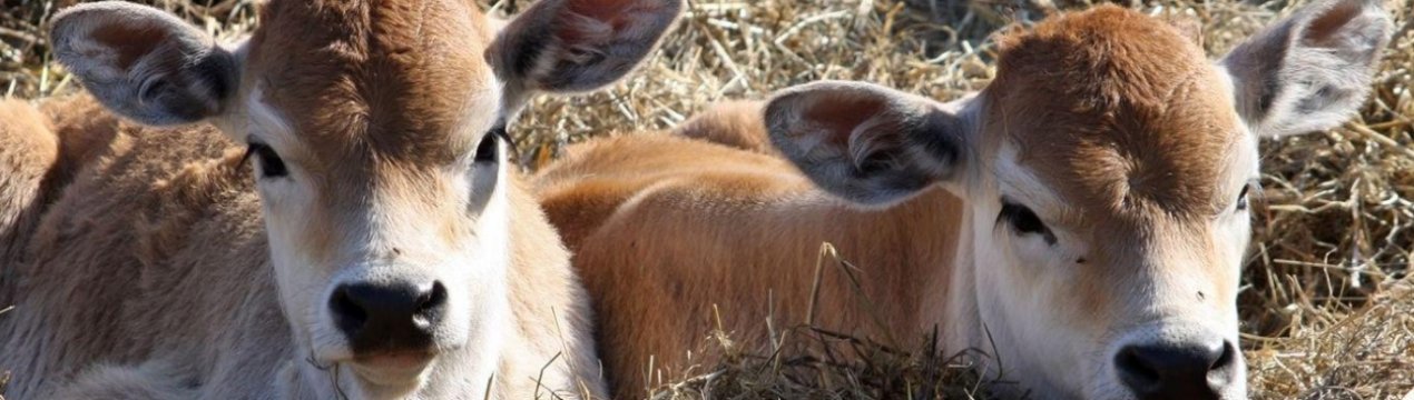 Дві сотні «голштинів» влаштувалися з комфортом в калузькій селі