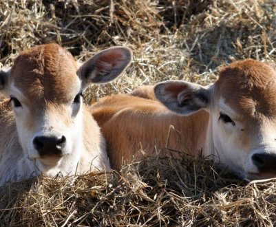 Дві сотні «голштинів» влаштувалися з комфортом в калузькій селі
