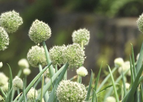 Особенности обрезки лука-батуна на зиму