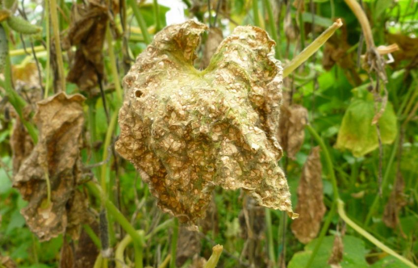 Кладоспориоз огірків