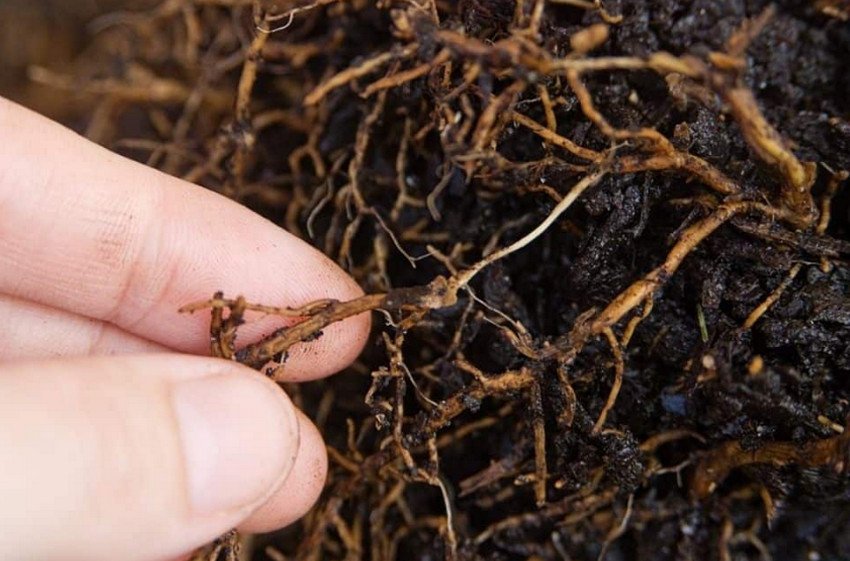 Коренева гниль