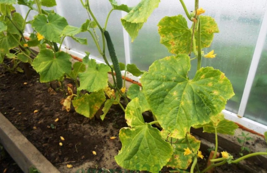 Пероноспороз