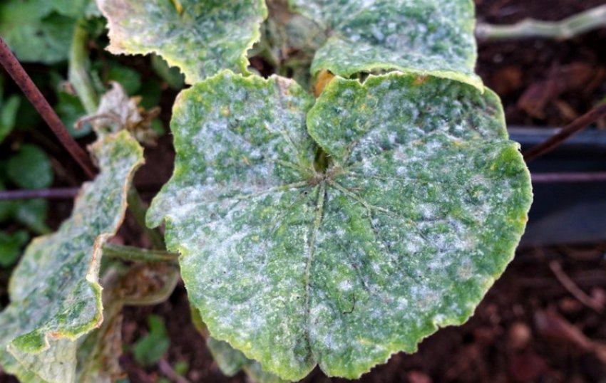 Борошниста роса