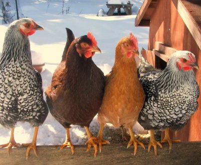 Українських пташників навчать піклуватися про поголів'я з найменшими грошовими витратами