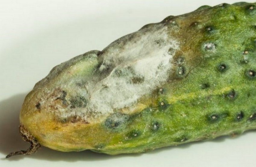 Ризоктоніоз огірків