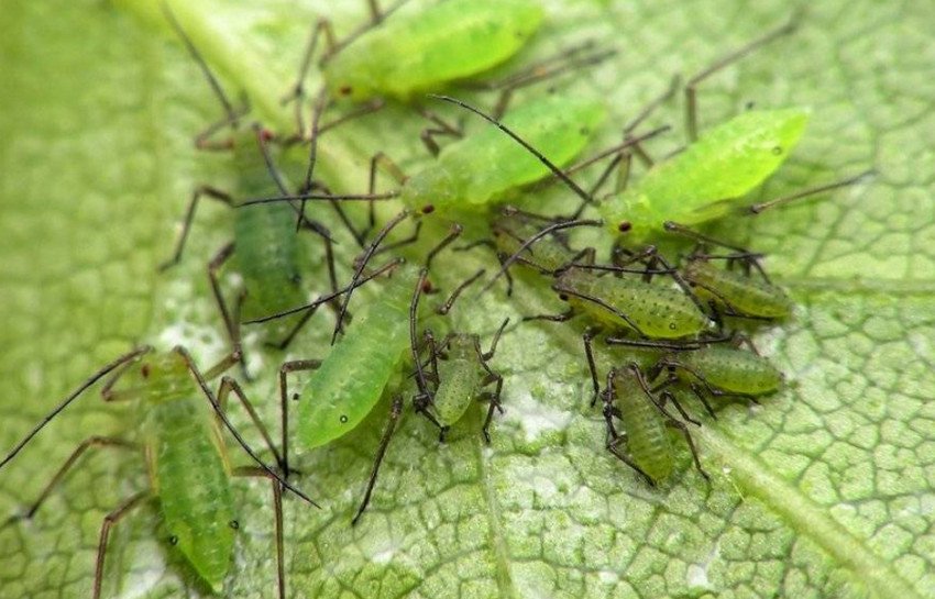 Огіркова (баштанна) попелиця