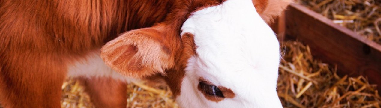 В Ірландії запускається нова програма з вирощування телят