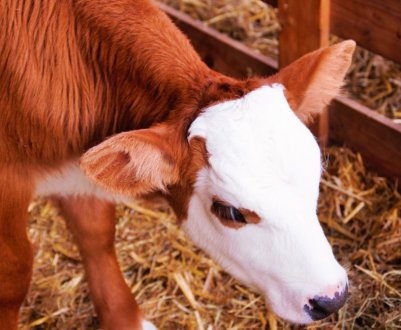 В Ірландії запускається нова програма з вирощування телят