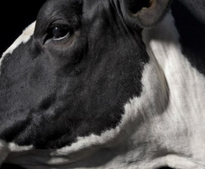 Середня тривалість життя корів і биків