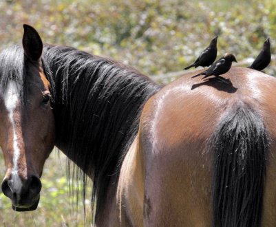 Кінський круп
