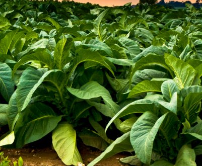 Тютюн Гавана: вирощування і догляд за сортом