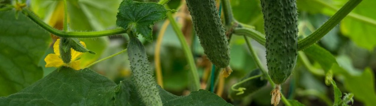Сорт огірків Пучкове пишність: опис, характеристика, вирощування і догляд