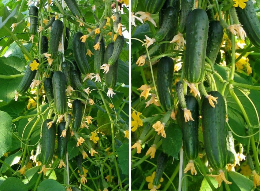 Огірки Пучкове пишність Огірки Пучкове пишність