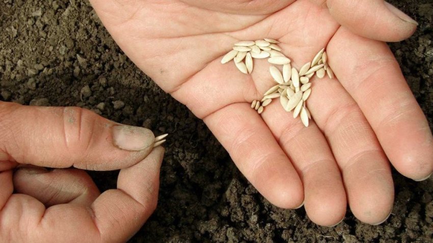 Посадка огірків у відкритий ґрунт Посадка огірків у відкритий ґрунт