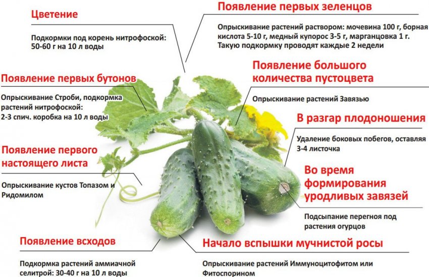 Догляд за огірками Догляд за огірками