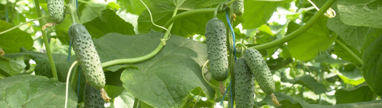 Сорт огірків Мірабелла F1: опис та характеристика, вирощування і догляд