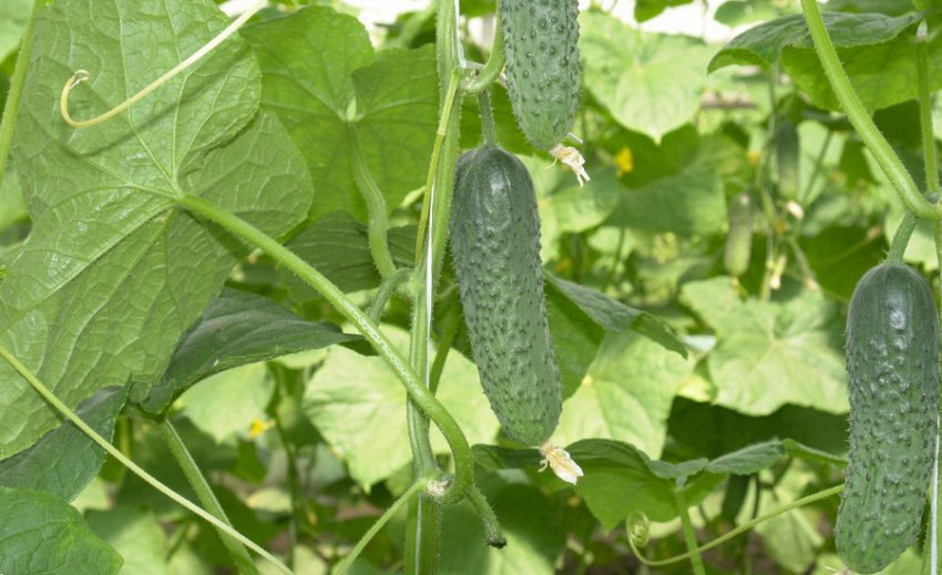 Огірки Мірабелла