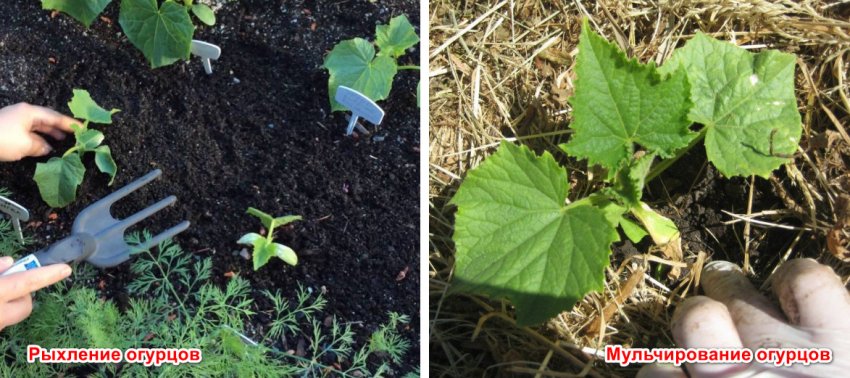 Розпушування і мульчування огірків Розпушування і мульчування огірків